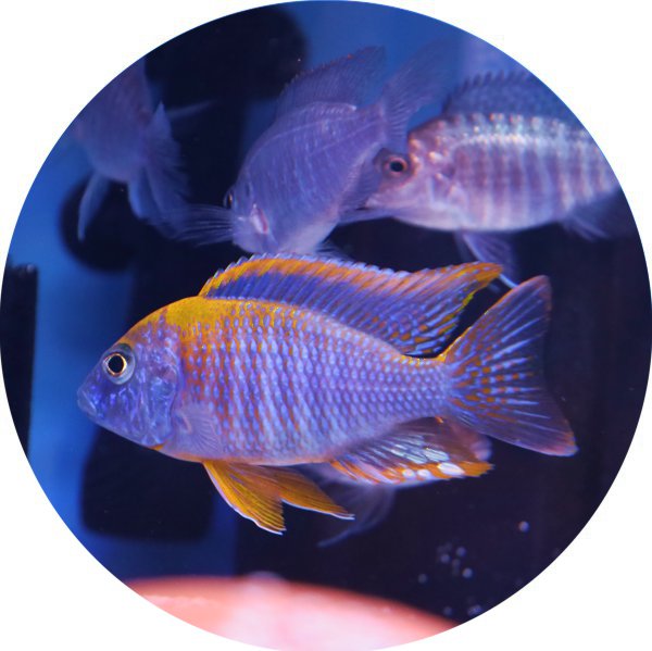 African Peacock Cichlids