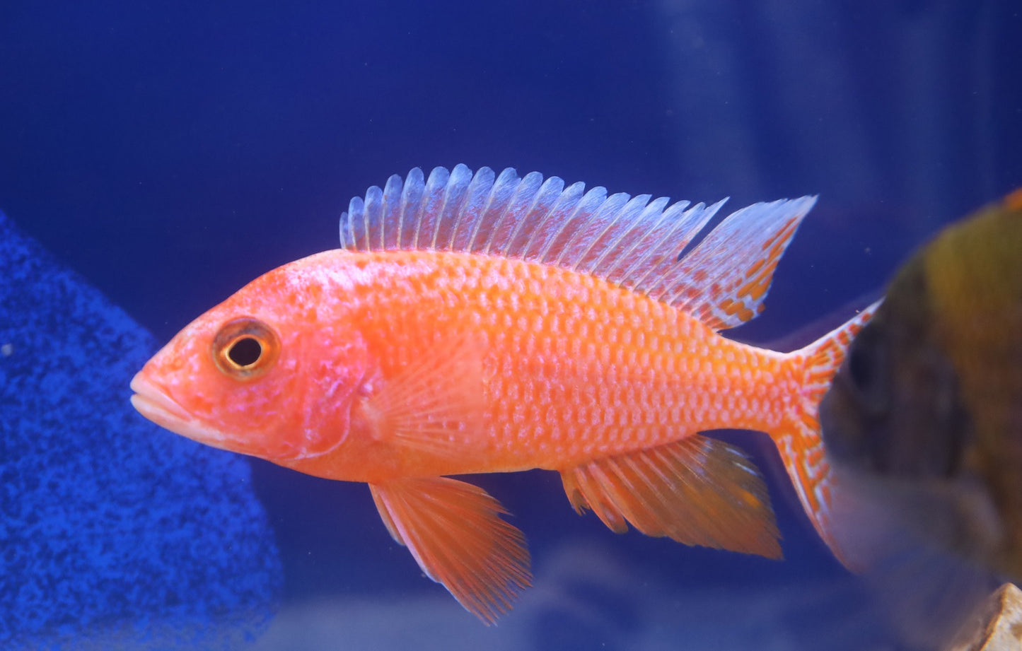 Aulonocara Firefish Cichlid