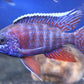 Blue Dragon Blood Peacock Cichlid