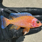 Peacock Cichlid Package for Sale