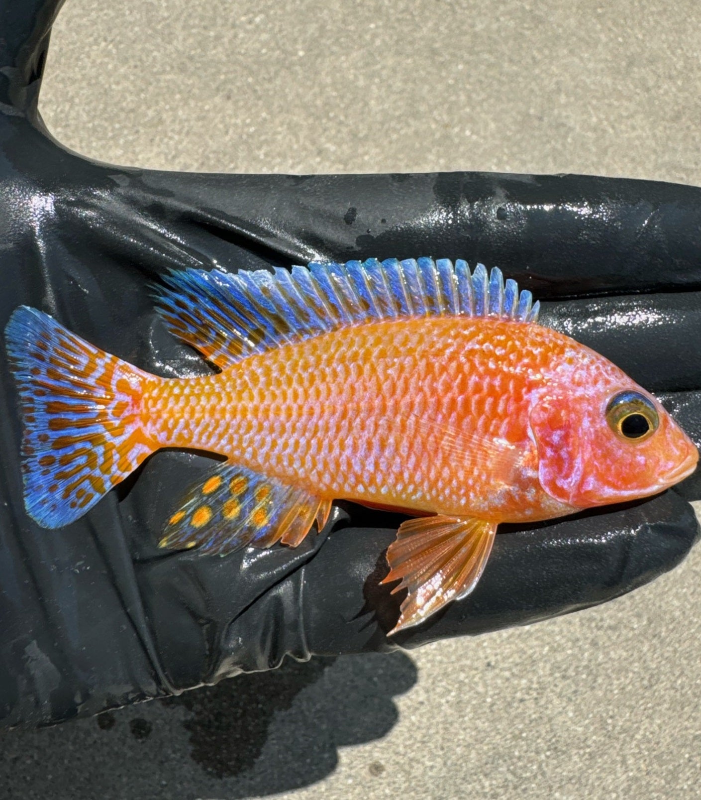 Dragon Blood Peacock Cichlid