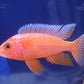 Firefish Peacock Cichlid