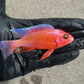 Peacock Cichlid Bundle Pack of 4 with Free Shipping