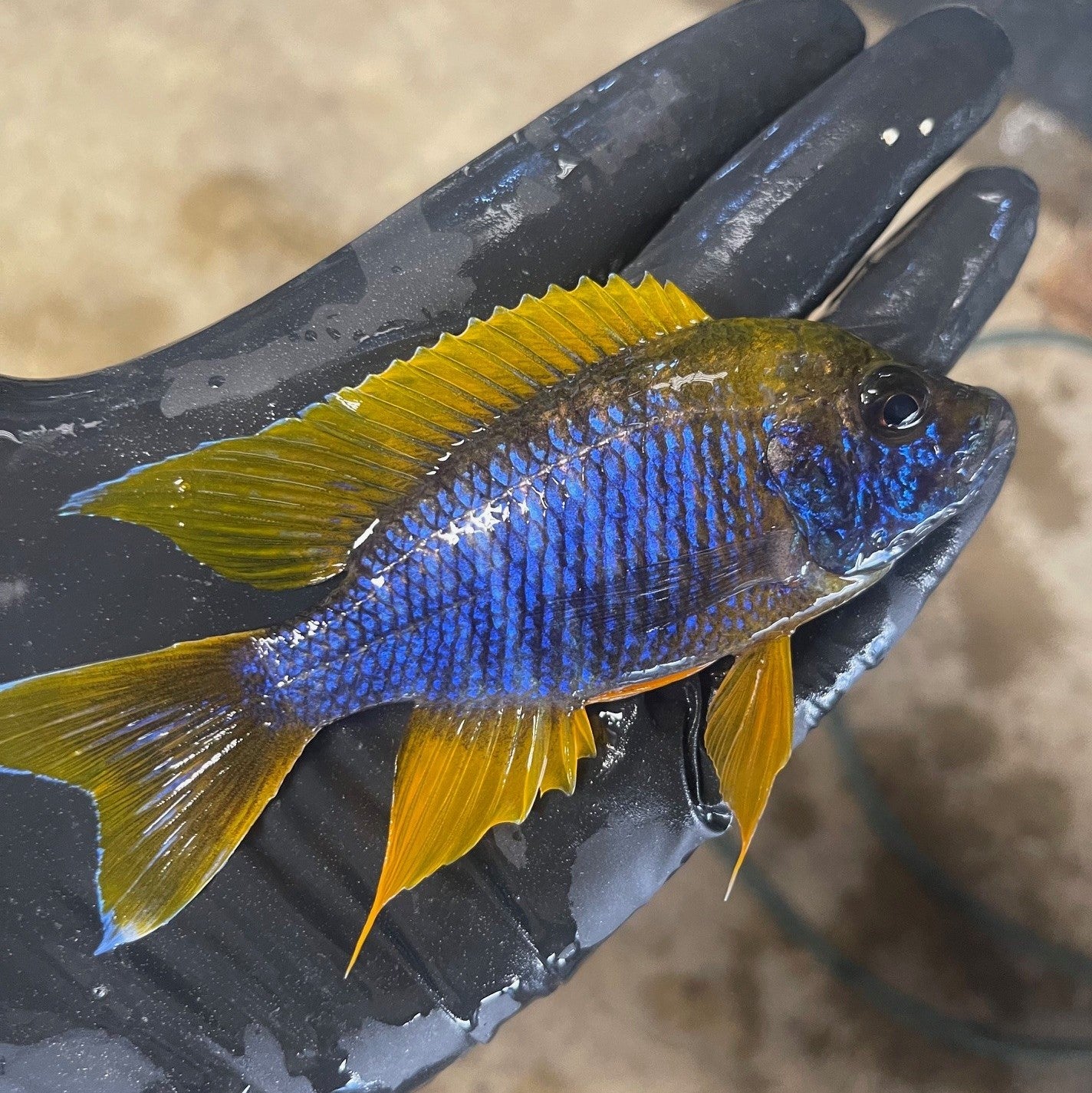Peacock Cichlid Bundle Pack of 4 with Free Shipping
