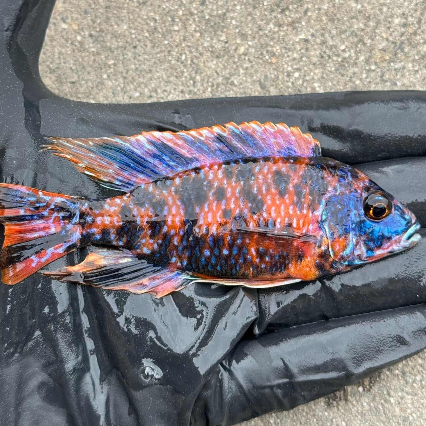 Ob Peacock Cichlids