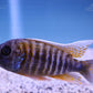 Swallowtail Cichlid